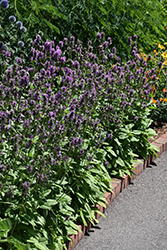 Hummelo Betony (Stachys monieri 'Hummelo') at English Gardens