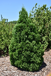 Holmstrup Arborvitae (Thuja occidentalis 'Holmstrup') at English Gardens