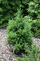 Green Mountain Boxwood (Buxus 'Green Mountain') at English Gardens