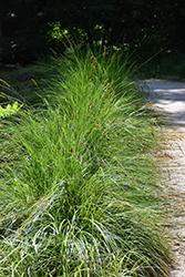 Autumn Moor Grass (Sesleria autumnalis) at English Gardens