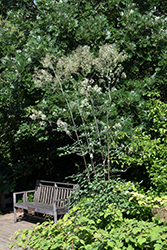 Elin Meadow Rue (Thalictrum 'Elin') at English Gardens