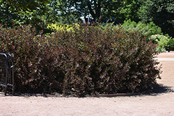 Summer Wine Black Ninebark (Physocarpus opulifolius 'SMNPMS') at English Gardens