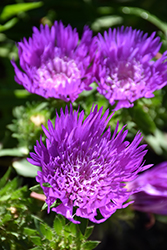Honeysong Purple Aster (Stokesia laevis 'Honeysong Purple') at English Gardens