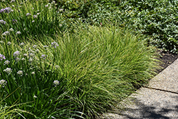 Autumn Moor Grass (Sesleria autumnalis) at English Gardens
