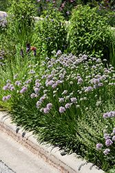 Summer Beauty Ornamental Chives (Allium tanguticum 'Summer Beauty') at English Gardens