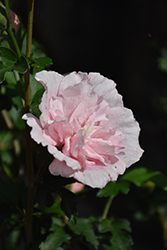 Pink Chiffon Rose of Sharon (Hibiscus syriacus 'JWNWOOD4') at English Gardens