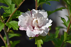 French Cabaret Blush Rose of Sharon (Hibiscus syriacus 'Mindoub 1') at English Gardens