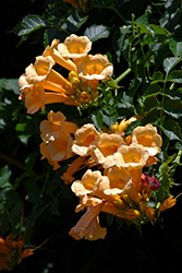 Yellow Trumpetvine (Campsis radicans 'Flava') at English Gardens