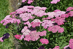 New Vintage Violet Yarrow (Achillea millefolium 'Balvinolet') at English Gardens