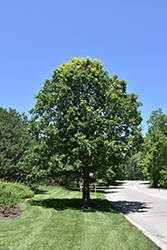 Bur Oak (Quercus macrocarpa) at English Gardens