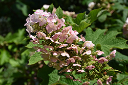 Ruby Slippers Hydrangea (Hydrangea quercifolia 'Ruby Slippers') at English Gardens