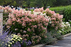 Quick Fire Hydrangea (Hydrangea paniculata 'Bulk') at English Gardens