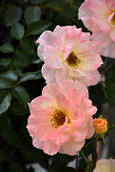 Oso Easy Italian Ice Rose (Rosa 'Chewnicebell') at English Gardens