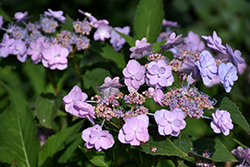Tiny Tuff Stuff Hydrangea (Hydrangea serrata 'MAKD') at English Gardens
