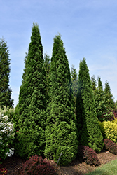 North Pole Arborvitae (Thuja occidentalis 'Art Boe') at English Gardens