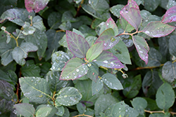 Double Play Blue Kazoo Spirea (Spiraea media 'SMSMBK') at English Gardens