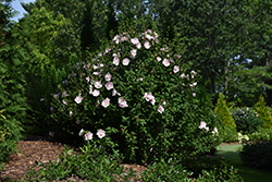 Pink Chiffon Rose of Sharon (Hibiscus syriacus 'JWNWOOD4') at English Gardens