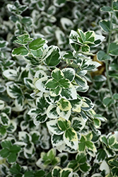 White Album Wintercreeper (Euonymus fortunei 'Alban') at English Gardens