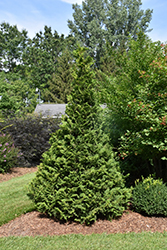 Soft Serve Falsecypress (Chamaecyparis pisifera 'Dow Whiting') at English Gardens