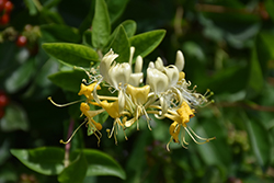 Scentsation Honeysuckle (Lonicera periclymenum 'Scentsation') at English Gardens