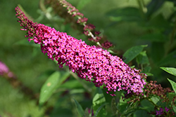 Miss Molly Butterfly Bush (Buddleia 'Miss Molly') at English Gardens