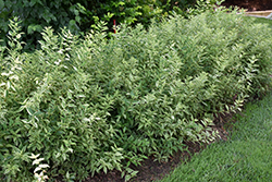 Creme Fraiche Deutzia (Deutzia gracilis 'Mincream') at English Gardens