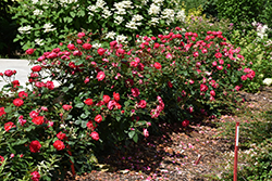 Oso Easy Double Red Rose (Rosa 'Meipeporia') at English Gardens