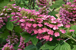 Gatsby Gal Hydrangea (Hydrangea quercifolia 'Brenhill') at English Gardens