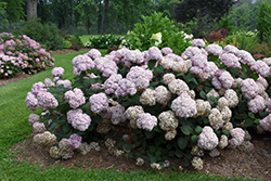 Incrediball Blush Smooth Hydrangea (Hydrangea arborescens 'NCHA4') at English Gardens