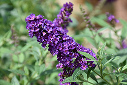 Miss Violet Butterfly Bush (Buddleia 'Miss Violet') at English Gardens