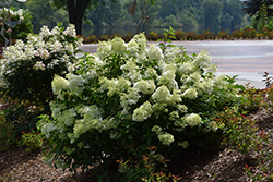 Little Lime Hydrangea (Hydrangea paniculata 'Jane') at English Gardens