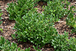 Low Scape Hedger Aronia (Aronia melanocarpa 'UCONNAM166') at English Gardens