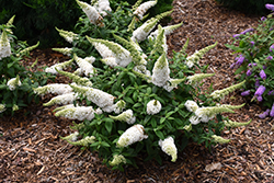 Pugster White Butterfly Bush (Buddleia 'SMNBDW') at English Gardens