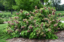 Gatsby Pink Hydrangea (Hydrangea quercifolia 'JoAnn') at English Gardens