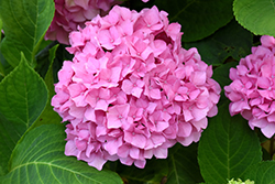 Let's Dance Rhythmic Blue Hydrangea (Hydrangea macrophylla 'SMHMES14') at English Gardens