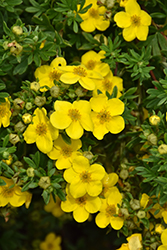 Happy Face Yellow Potentilla (Potentilla fruticosa 'Lundy') at English Gardens