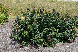 Kodiak Black Diervilla (Diervilla rivularis 'SMNDRSF') at English Gardens