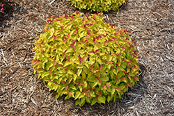 Double Play Candy Corn Spirea (Spiraea japonica 'NCSX1') at English Gardens