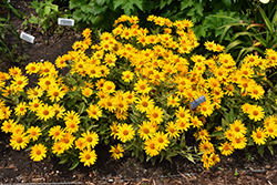 Sunstruck False Sunflower (Heliopsis helianthoides 'Sunstruck') at English Gardens