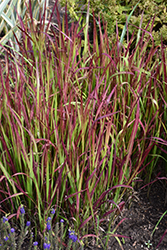 Red Baron Japanese Blood Grass (Imperata cylindrica 'Red Baron') at English Gardens