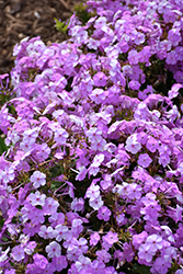 Fashionably Early Princess Garden Phlox (Phlox 'Fashionably Early Princess') at English Gardens