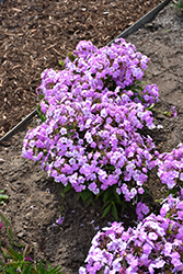 Fashionably Early Princess Garden Phlox (Phlox 'Fashionably Early Princess') at English Gardens