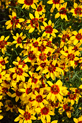 Sizzle And Spice Curry Up Tickseed (Coreopsis verticillata 'Curry Up') at English Gardens