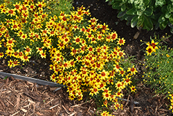 Sizzle And Spice Curry Up Tickseed (Coreopsis verticillata 'Curry Up') at English Gardens