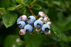 Elliott Blueberry (Vaccinium corymbosum 'Elliott') at English Gardens