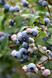 Coville Blueberry (Vaccinium corymbosum 'Coville') at English Gardens
