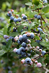 Blue Jay Blueberry (Vaccinium corymbosum 'Blue Jay') at English Gardens