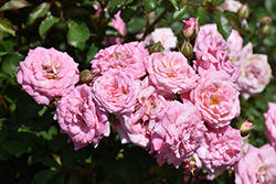 Sweet Drift Rose (Rosa 'Meiswetdom') at English Gardens