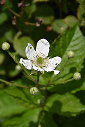 Baby Cakes Blackberry (Rubus 'APF-236T') at English Gardens