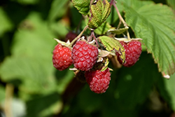Encore Raspberry (Rubus 'Encore') at English Gardens